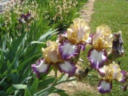 bel_iris_20211127_1649491109